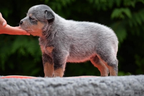 HUGGY KING of the WORLD - male - 4,5 weeks old